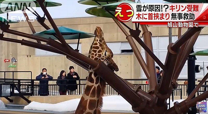 YouTube: La cabeza de una jirafa se atasca en un árbol artificial [VIDEO]