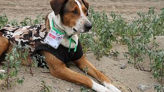 Conoce a los 13 perros "acreditados" a los Juegos Panamericanos y que están en adopción | VÍDEO