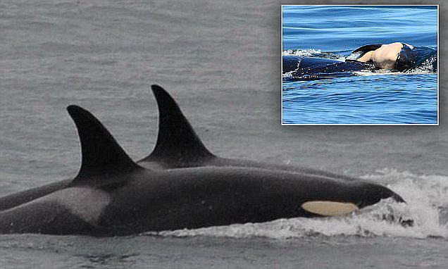 ​Orca mamá que cargó a su cría muerta durante 17 días por fin deja duelo