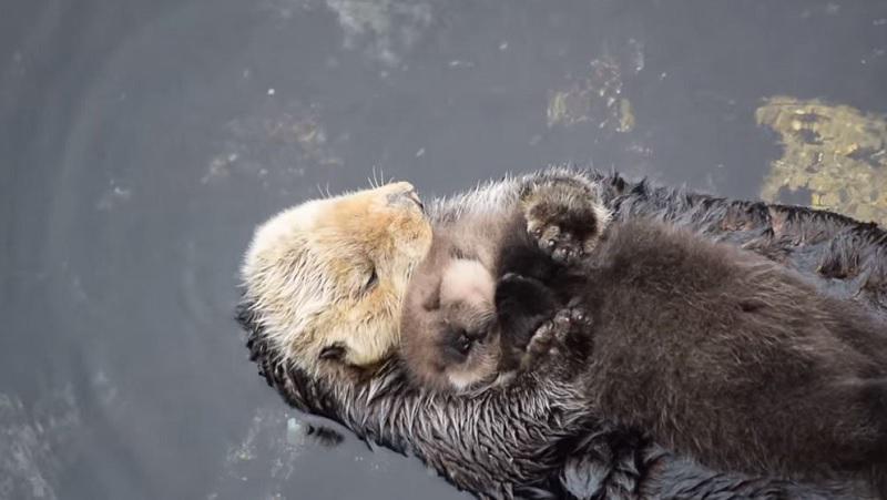 YouTube: ¿Por qué esta imagen de una nutria y su cría se volvió viral?