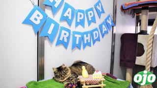 Fiesta de cumpleaños de un gatito deja 15 contagiados de COVID-19 