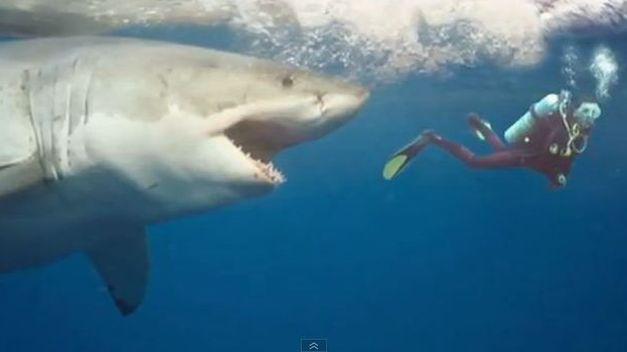 Un gran tiburón blanco muere tras pocos días de cautiverio