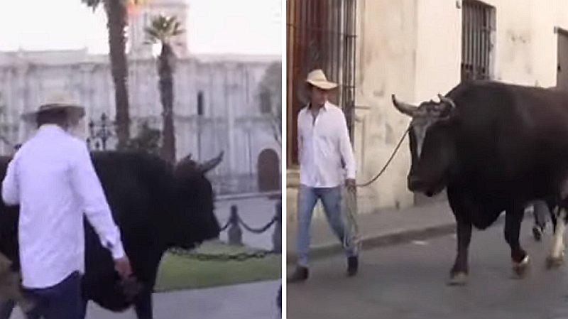 Toro es paseado por las calles de Arequipa en apoyo a fiestas taurinas | VIDEO