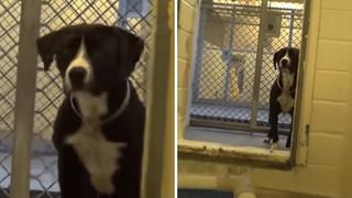 La tierna reacción de un perro al descubrir que será adoptado (VIDEO)