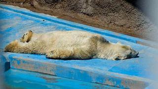 Controversia en Argentina por muerte de Arturo, su último oso polar 