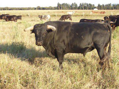 APURIMAC: Toro mata a su dueña de una cornada en la yugular