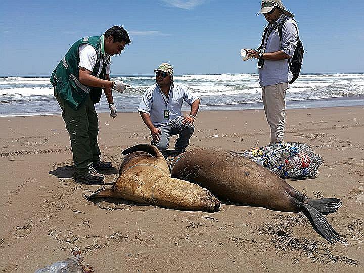 Animales: pescadores asesinan salvajemente a tres lobos marinos