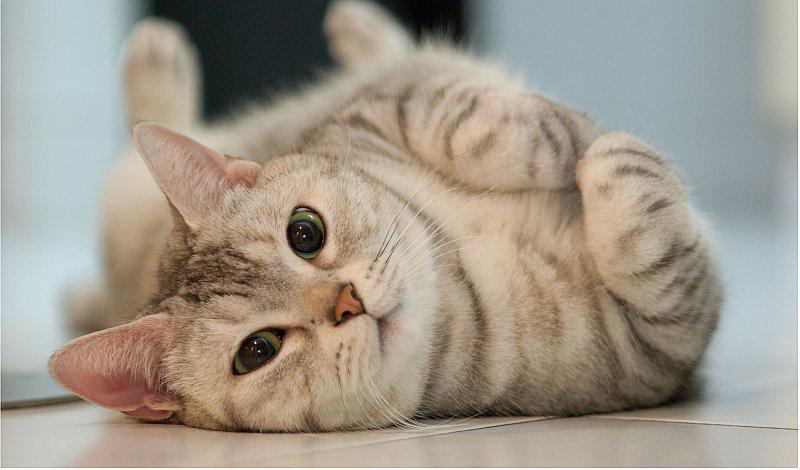 Primer show de mascotas internacional se realizará en julio