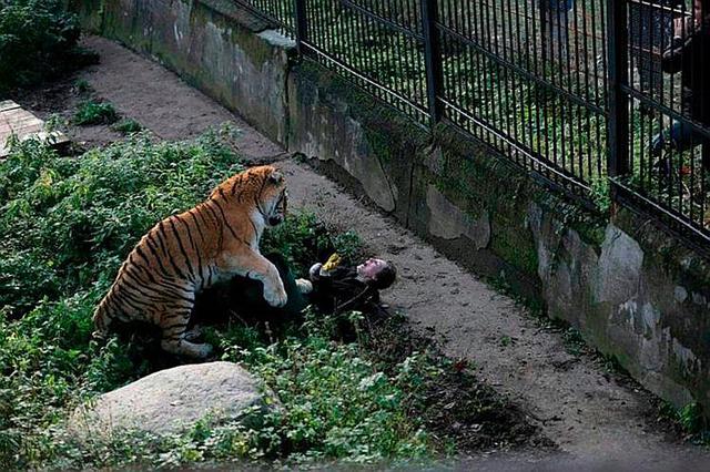 ​Tigre siberiano ataca a su cuidadora en un zoo cuando le iba a dar de comer