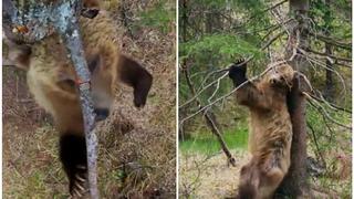 ¿Ositos bailando pole dance? Divertida escena de un documental se vuelve viral (VIDEO)