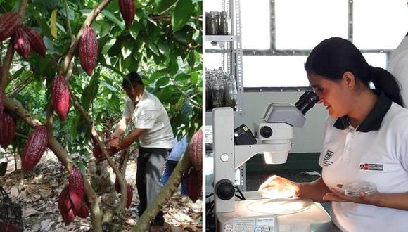 Científicos peruanos logran clonar cacao resistente a plagas y enfermedades