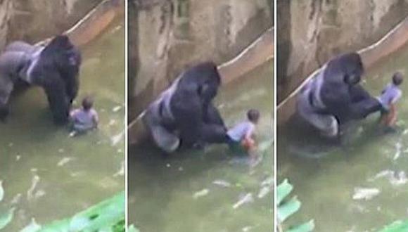 Indigna asesinato de gorila por culpa de zoo y padres de niño