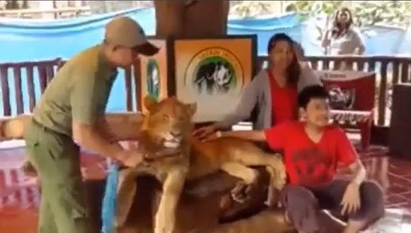Denuncian que dopan a leona en zoológico para tomarse fotos (VIDEOS)