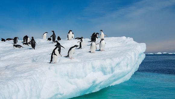 Una segunda oportunidad reciben pingüinos africanos abandonados 