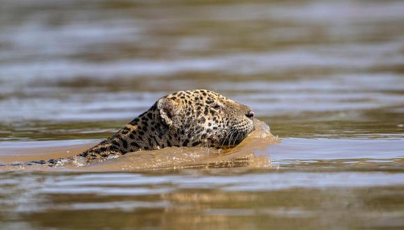 Madre de Dios: jaguar en peligro de extinción