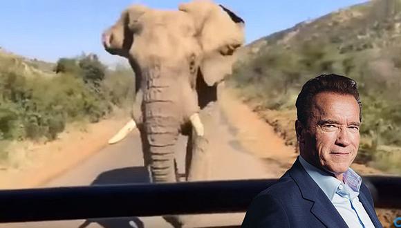 Arnold Schwarzenegger: Elefante le hizo pasar el susto de su vida y lo grabó [VIDEO] 