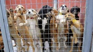 Tiendas de mascotas solo podrán vender animales que provengan de refugios