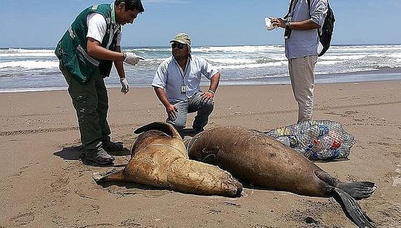 Animales: pescadores asesinan salvajemente a tres lobos marinos
