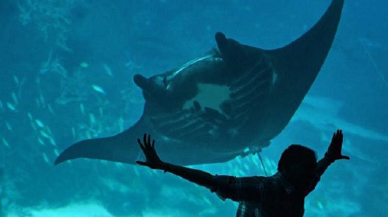 Singapur: Raya mata a buzo en acuario y asusta a asistentes  