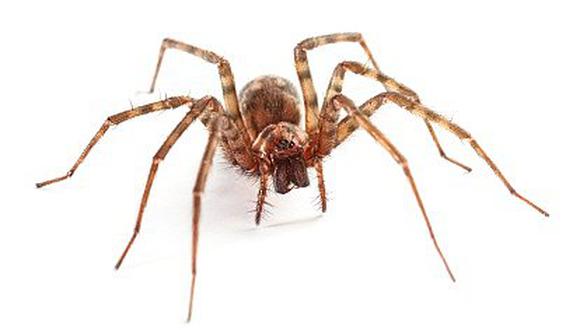 Alerta: No mate todas las arañas de su casa, estas podrían salvarlo de especies nocivas
