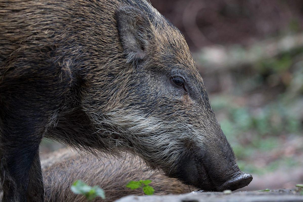 ​En el Año del Cerdo, Hong Kong sufre por invasión de jabalíes