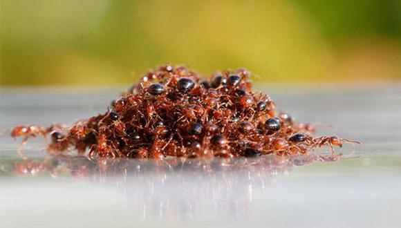 Hormigas construyen balsas para salvar a su hormiga reina en inundaciones 