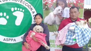 Surco: retomarán esterilizaciones gratuitas de mascotas  