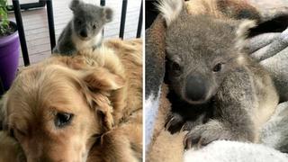 Perrita rescata a koala bebé y se convierte en una heroína