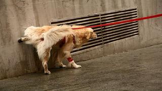 ¿Cómo lograr que tu perro orine en el lugar indicado? Aquí algunas claves