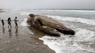 ​Ballena se traga 80 bolsas de plástico y muere con terrible indigestión