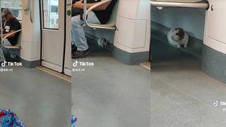 Captan a un cuy debajo de un asiento del Metro de Lima y escena enternece en TikTok