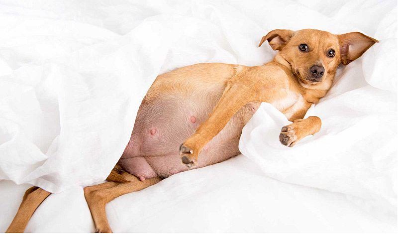 ¿Cómo cuidar a tu perrita preñada?
