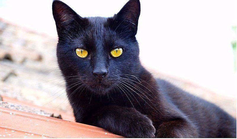 Conoce cómo nace la creencia de que los gatos negros dan mala suerte