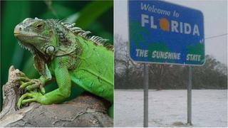 Estados Unidos alerta que iguanas caerán de los árboles por el intenso frío en Miami 