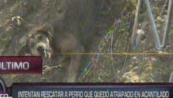 Perrito es rescatado de acantilado de la Costa Verde [VIDEO]