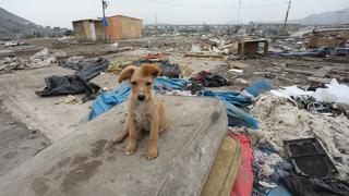 Cantagallo: shipibos abandonan a sus mascotas tras dejar terreno (FOTOS y VIDEO)