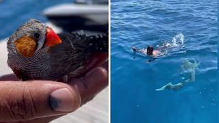 El video viral del momento en que un hombre salva la vida de un pájaro que había caído al mar