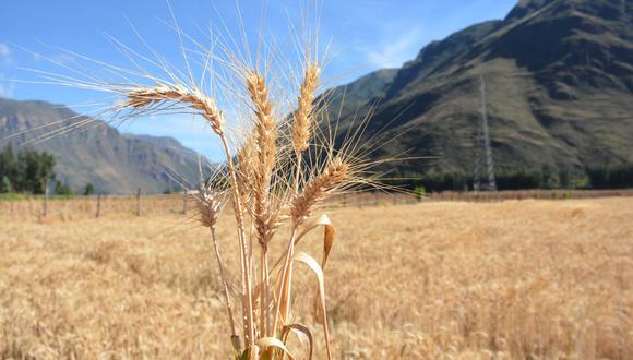 Los precios del trigo podrían subir. (Foto: Midagri)
