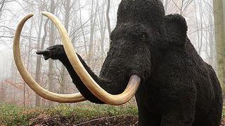 ​Humanos destruían el mundo desde el Pleistoceno al extinguir animales gigantes