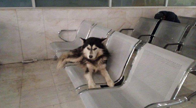 Perrito se convierte en el nuevo 'Hachiko' y conmueve las redes