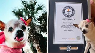 EE.UU.: perrita de 22 años recibe el récord Guinness al perro más viejo