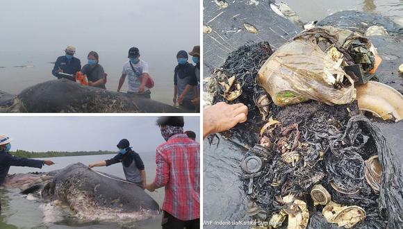 Encuentran ballena muerte con 6 kilos de plástico en su estómago (FOTOS)