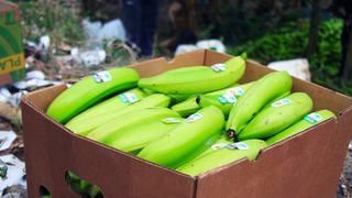Policía incauta 4.2 toneladas de cocaína escondidas en cajas cargadas de plátanos