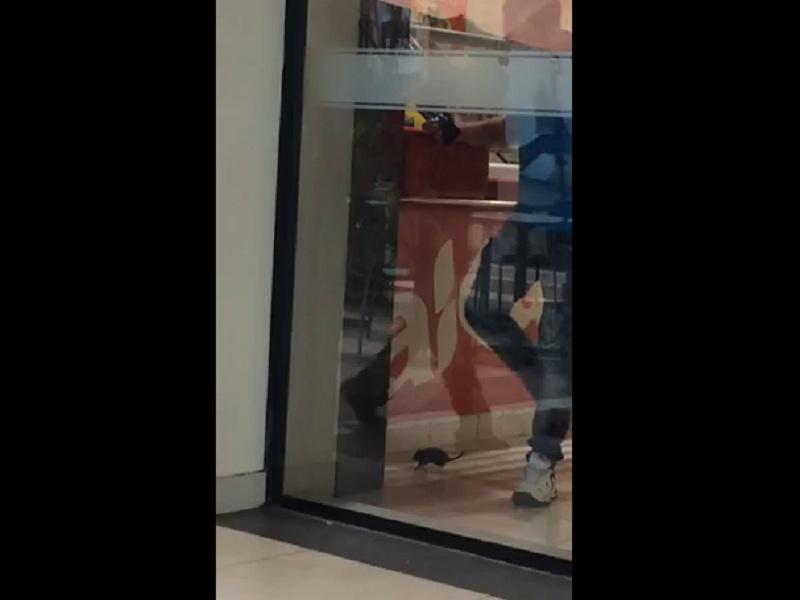 Otra rata aparece en el Centro Comercial Plaza Norte [VIDEO]