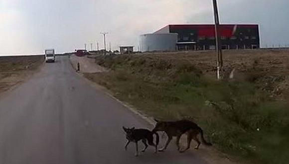 YouTube: Perro salva a su compañero de ser arrollado por un vehículo [VIDEO]