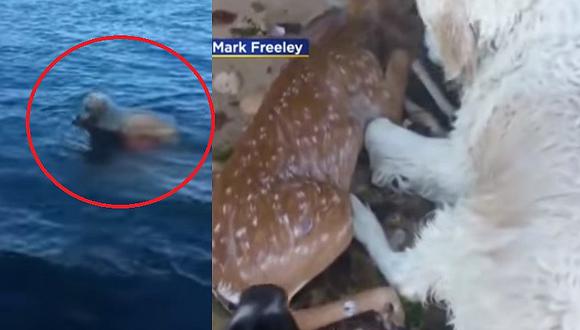​Perrito arriesgó su vida para salvar a pequeño ciervo que se estaba ahogando (VIDEO)