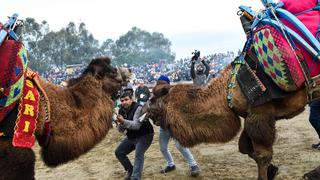 Hacen pelear a camellos, que acaban heridos, y dueño de animales jura que es “por amor” | VIDEO