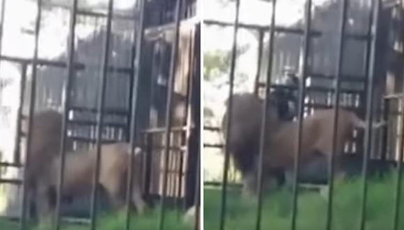 Hombre ebrio cree que puede acariciar al león en el zoológico y este lo muerte (VIDEO)