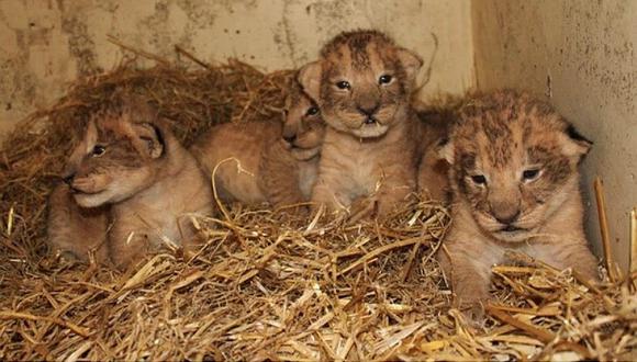 ​¿Por qué sacrificaron a 9 cachorros de león en zoo de Suecia?