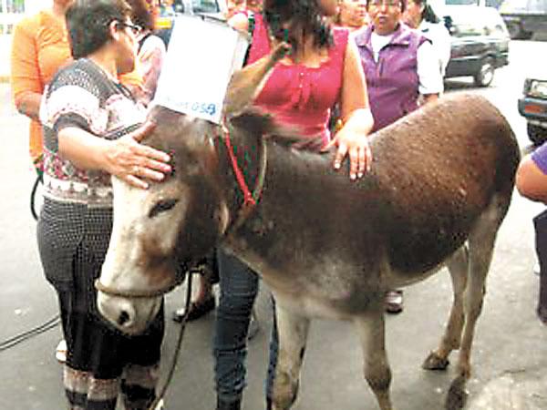 Madres protestan con burro